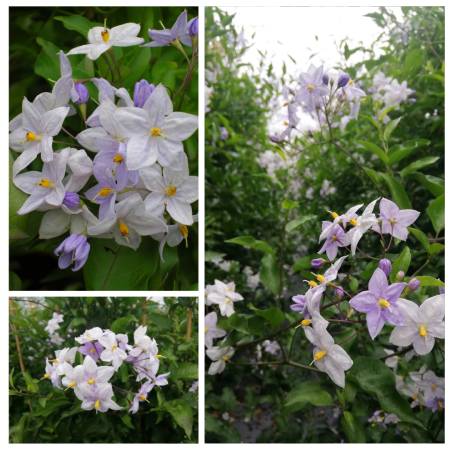 Solanum jasminoïdes bleu sans entretien